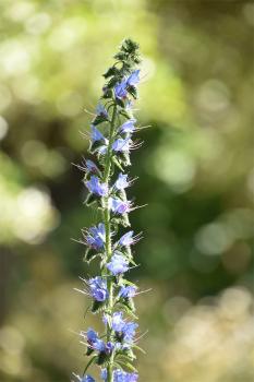 Viper's-bugloss stalks usually display their spikes on one side.