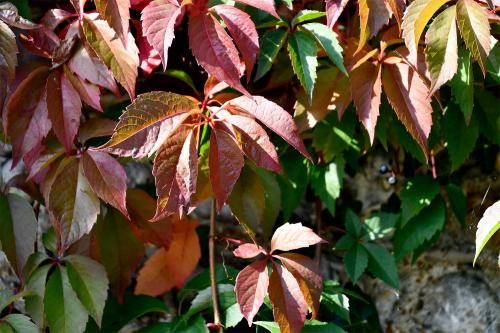 The Virginia Creeper has distinctive leaves with five elliptical leaflets (hence the Latin name quinquefolia).