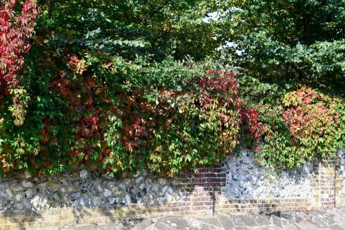 The Virginia Creeper is a large deciduous climbing plant. In the Cemetery cascades over the walls in the south-east corner.