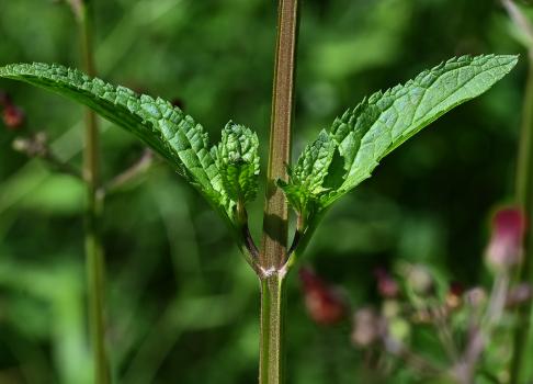 Note the distinctive lobes at the base of the Water Figwort's short leaf stem.