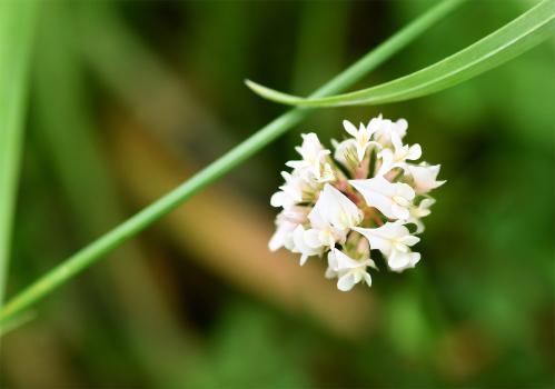 The leaves of White Clover flowers have toothed edges and are hairless.