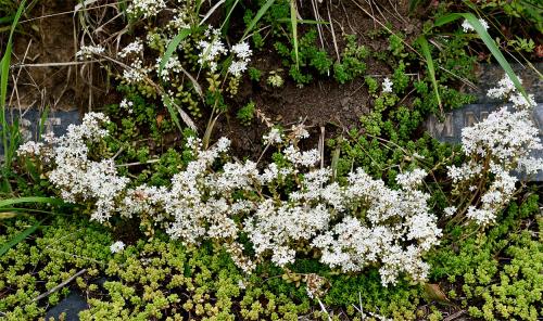 White Stonecrop flowers most prolifically in June and July.