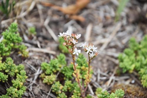 White Stonecrop is a creeping, perennial herb that forms mat-like stands.