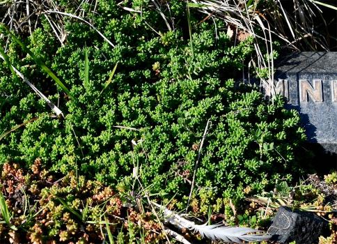 White Stonecrop flowers from June, and before the tiny flowers the plant spreads in dense, ground-hugging mats.