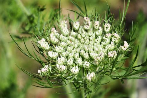 The lower bracts of the Wild Carrot are conspicuously three-forked.