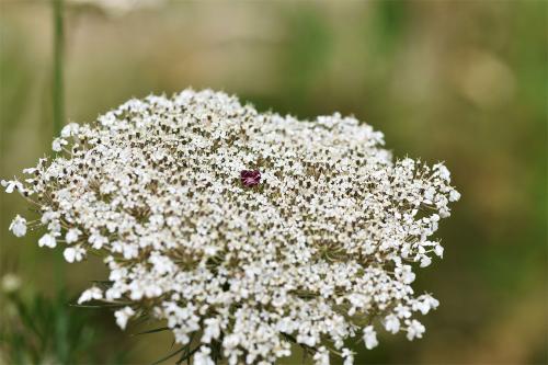 The small woody root of Wild Carrot is edible but has a strong smell and an acrid taste. 