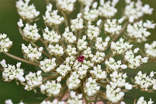 The white flowers of the Wild Carrot appear in June, the centre flower of the umbel often being red.