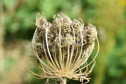 Gradually the umbels of Wild Carrot become hollowly concave, when they are known as Queen Anne's Lace.