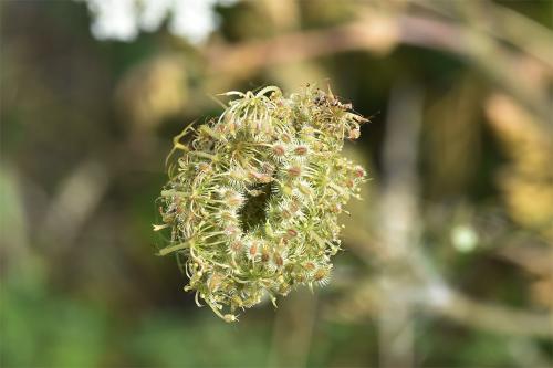 Umbellifers, the Wild Carrot included, are mostly aromatic herbaceous plants with alternate feather-divided leaves.