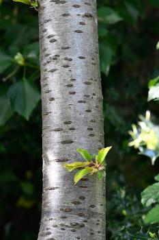 The bark of Wild Cherry trees are papery, with trunks that have distinctive horizontal bands. 