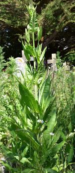 The pale purple flowers of the familiar Wild Teasel appear in July.