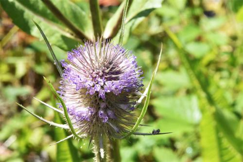 The spikey heads of Wild Teasel can be used for raising the nap of cloth in hat making.