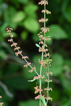 Wood Dock in flower, seen here in mid-July 2024.