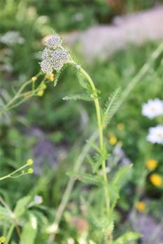 Yarrow is a downy, aromatic, native species of British flower, with feathery leaves and white flowerheads.