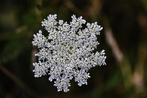 Yarrow is a powerful vulnerary, hence its name of Soldiers' Woundwort.