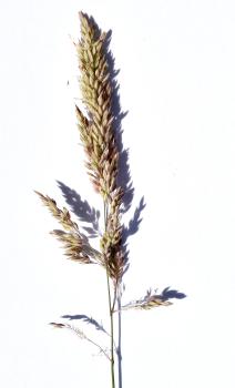 Yorkshire-fog photographed against white card.