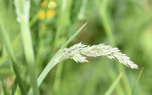 The greyish downy, perennial, native Yorkshire Fog grass is very common in Heene Cemetery.