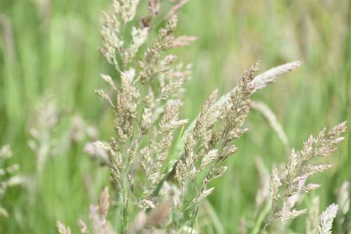 The greyish downy, perennial, native Yorkshire Fog grass is very common in Heene Cemetery.