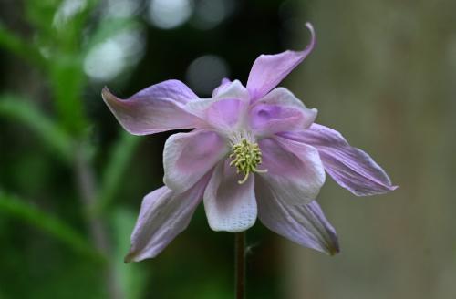 Spurs and open faces lend character to Columbine flower heads.