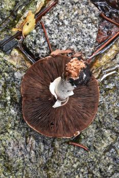 As with all Agaricus species, the gills of the Tufted Wood Mushroom are free, its colour progressively darkens with age.