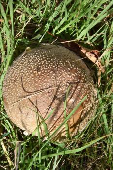 The Blusher derives its name from the fact that the flesh turns pink when bruised.