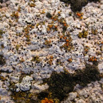 Caloplaca oasis is a crustose lichen found on limestone, mortar and concrete.