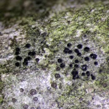 Catillaria nigroclavatais a crustose lichen that is found on deciduous trees.
