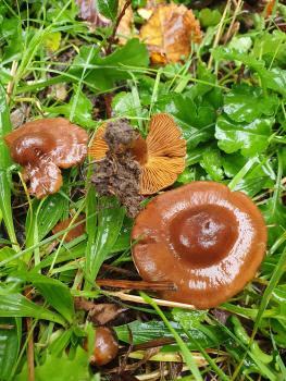 The Olivaceous Webcap has a slender stem and an olivaceous colouration.