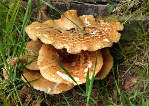 Dryad's Saddle, shown here five days after the previous photographs, now about 10 inches across.