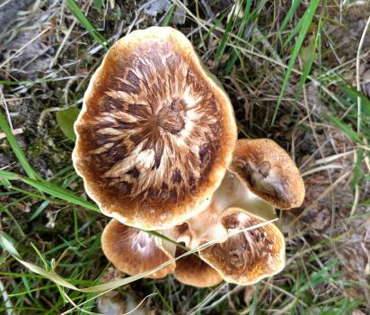 Dryad's Saddle is not poisonous, but they smell of aniseed. Circular or fan shaped, they are cream-coloured with dark brown or russet-coloured scales.