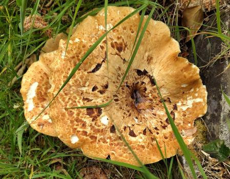 Dryad's Saddle, shown here five days after the previous photographs, now about 10 inches across.