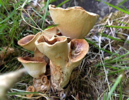 The shape of Dryad's Saddle resembles an old-fashioned tractor seat.