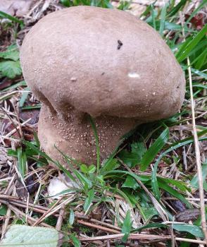 This white or light buff puffball, the Pestle Puffball, has a stout stalk that becomes light brown as it matures.  