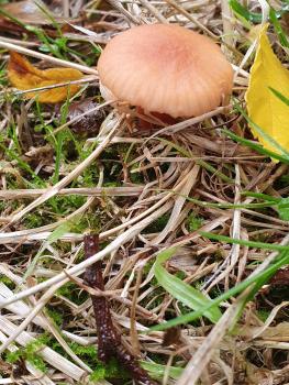 Deceivers often show different colours when wet or dry, namely tawny to brick-red when moist and ochre-yellow when dry.
