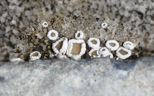 Lecanora hybocarpa - at the original photographic size