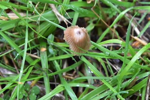 The whitish flesh of this smoky grey mushroom, Nitrous Bonnet, smells strongly of ammonia.