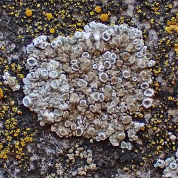 Myriolecis albescens (alternate name Lecanora albescens) is a grey/white crustose lichen that is common in England.