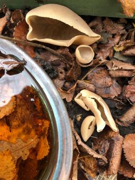 The irregularly ear-shaped Hare's Ear cup fungus is attached by a short white stalk.