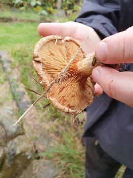 The edges of the Brown Rollrim roll under to the gills.
