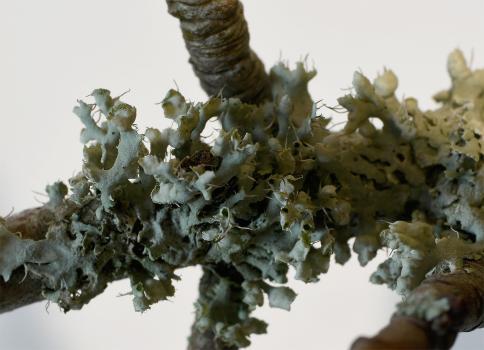 The reproductive soredia of Physcia adscenden sform from curled back lobe ends.