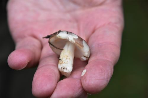 The white stems of Fragile Brittlegill are long and fragile, and the cap is variable in colour, often purple or wine-red.