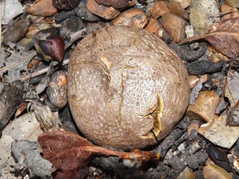 Looking like a warty potato, the Common Earthball has a tough skin that ruptures to release its spores.