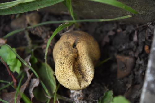 The Common Earthball has no stem, and is coloured variously from white to yellow to brown.