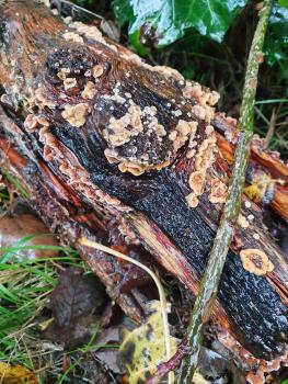 Hairy Curtain Crust is a plant pathogen commonly infecting peach trees, but also may be found on dead hardwood trees and conifers. 