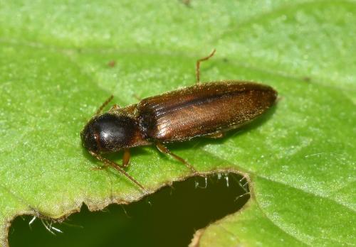 It can be found in a range of habitats but more commonly in woodlands and grassland. Adults emerge in May, being seen until July.