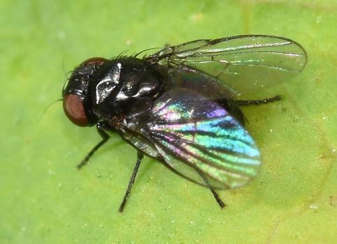 A very small leaf-mining fly of the Agromyzidae family.