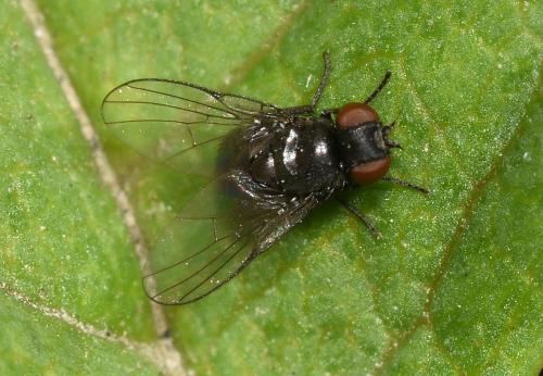 A very small leaf-mining fly of the Agromyzidae family.