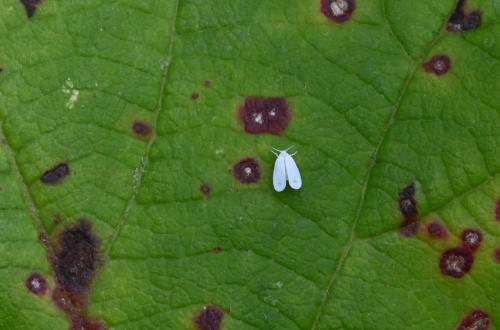 This insect may be the smallest insect in our database, measuring less than 2 millimetres in length.