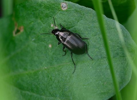 This small beetle is a member of the Amara ground beetle family.
