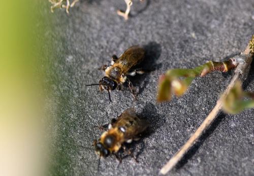 Females nest singly, although they often share a burrow entrance with several other females, as can be seen in this photograp